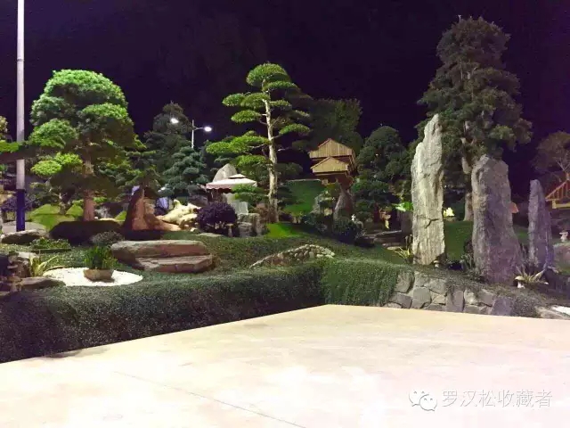 罗汉松庭院1