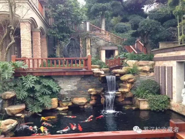 私人别墅的罗汉松20