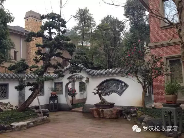 私人别墅的罗汉松18
