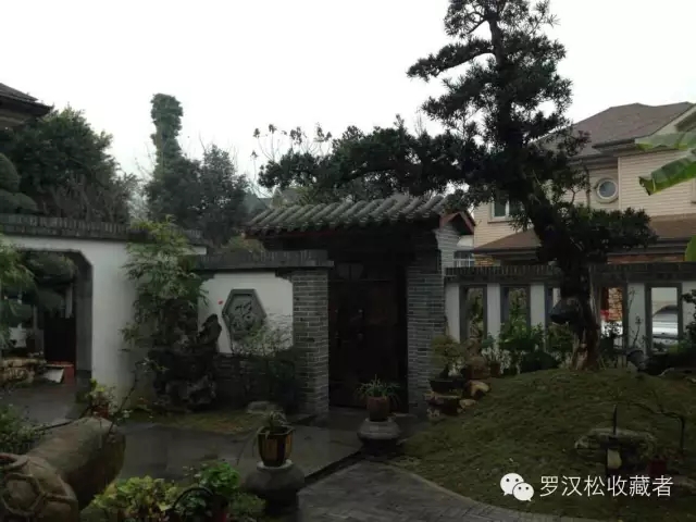 私人别墅的罗汉松17