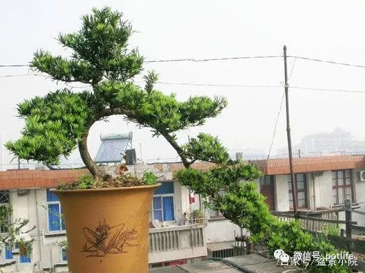 造型罗汉松盆景5