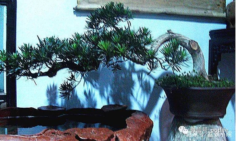 造型罗汉松盆景6