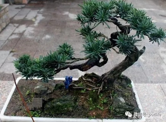 造型罗汉松盆景