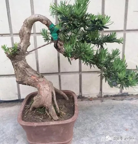 造型罗汉松盆景4