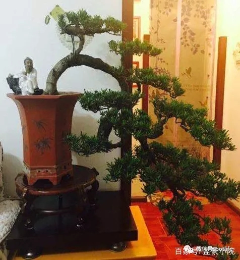 造型罗汉松盆景2