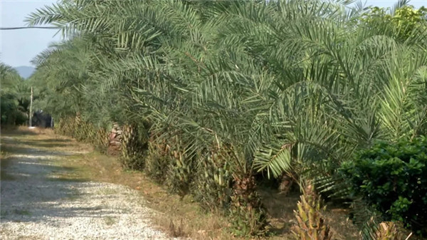 中东海枣树