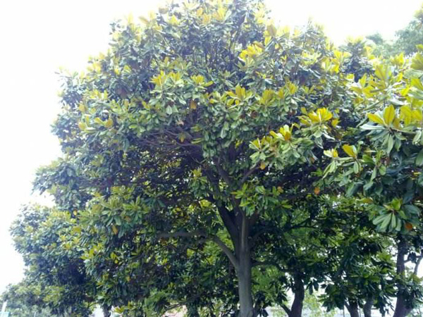 如何让移植的广玉兰小苗存活率更高