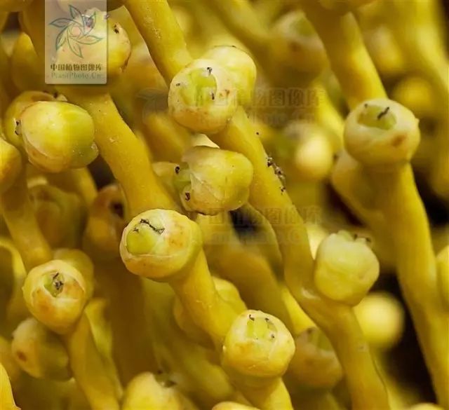 银海枣雌花