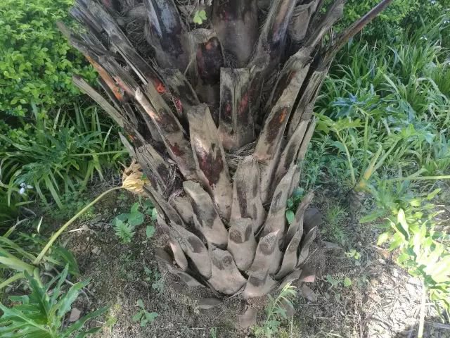 银海枣树干