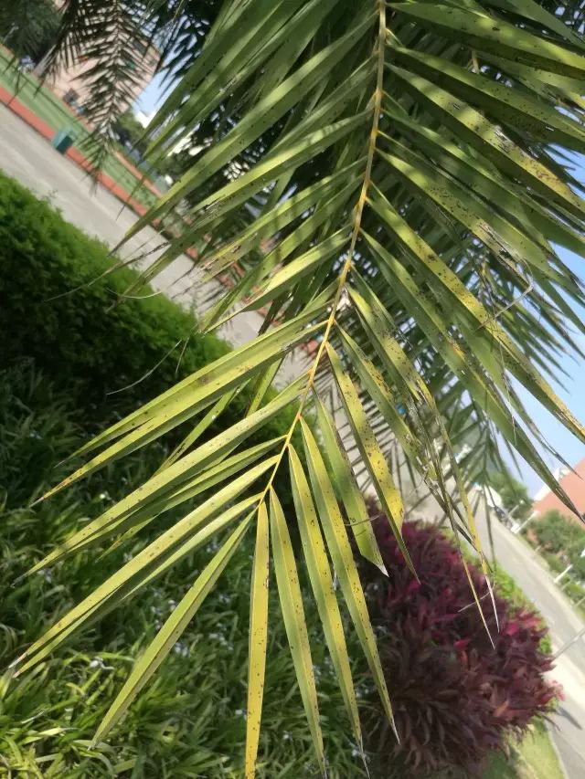 银海枣的剑形羽叶
