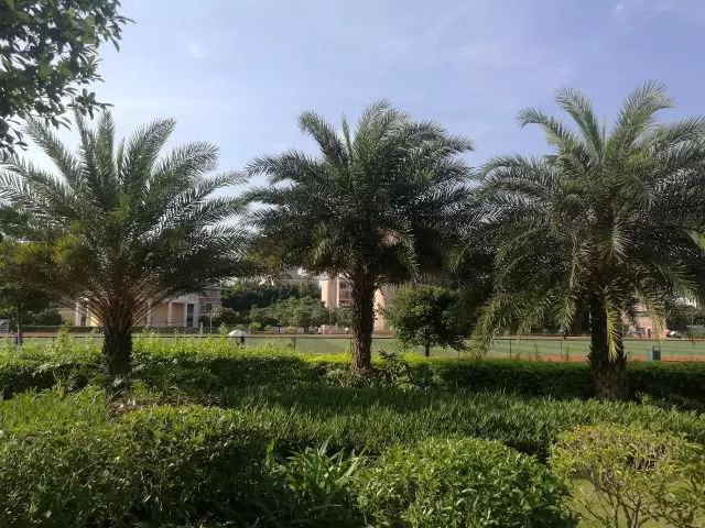 银海枣林
