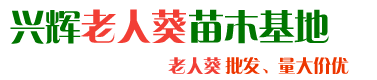 老人葵价格
