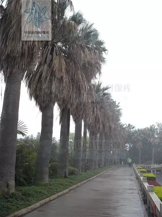 道路旁的老人葵树