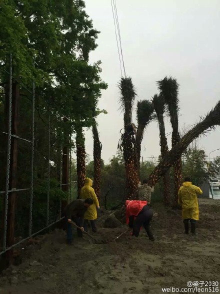 移植中东海枣