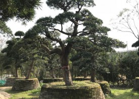 批发各种规格罗汉松（价格实惠）