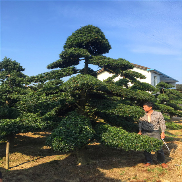 湖南大型景观罗汉松2