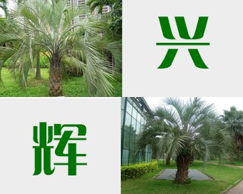 福建狐尾椰子树苗基地