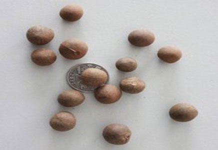 布迪椰子果实照片