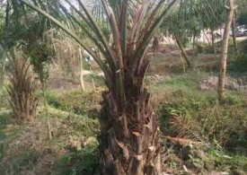 漳州布迪椰子照片
