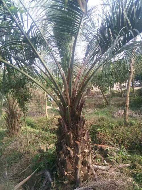 漳州布迪椰子