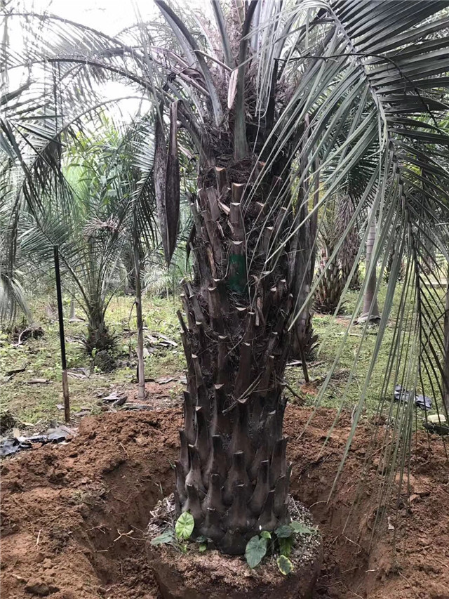 布迪椰子2.5米杆2