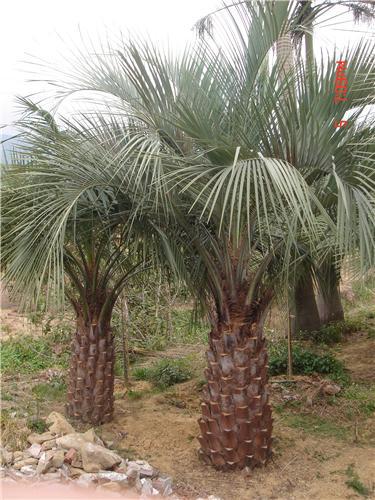 布迪椰子杆30-3米移植袋苗
