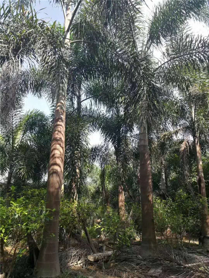 兴辉狐尾椰子园艺场实拍（图一）1