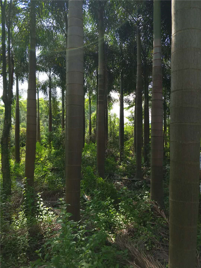 兴辉狐尾椰子园艺场实拍（图二）2