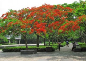 小区公园种植的观赏树木：凤凰木