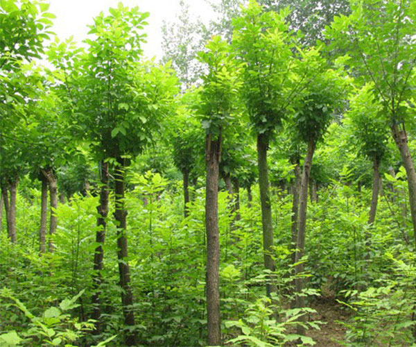 平头国槐树是写字楼的最佳绿化树种1