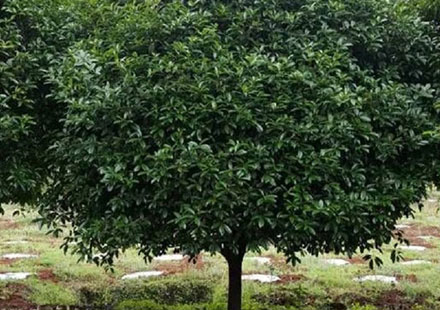 大型圆球形桂花树