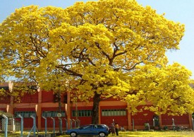 黄花风铃木是一种大型景观树