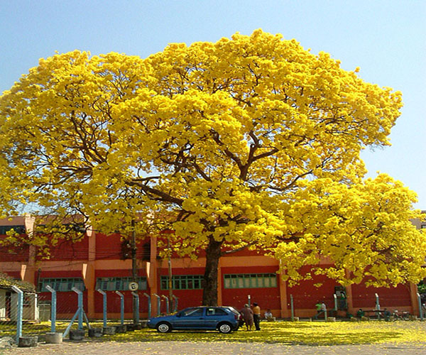 黄花风铃木是一种大型景观树