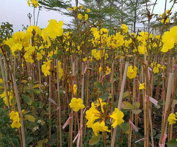 小枝杆的黄花风铃木需要用竹子支撑1