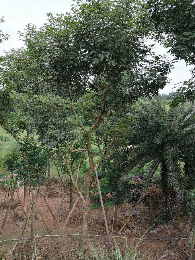 漳浦可购黄花风铃木基地4