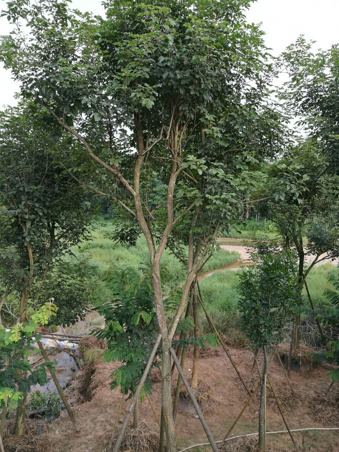 漳浦可购黄花风铃木基地2