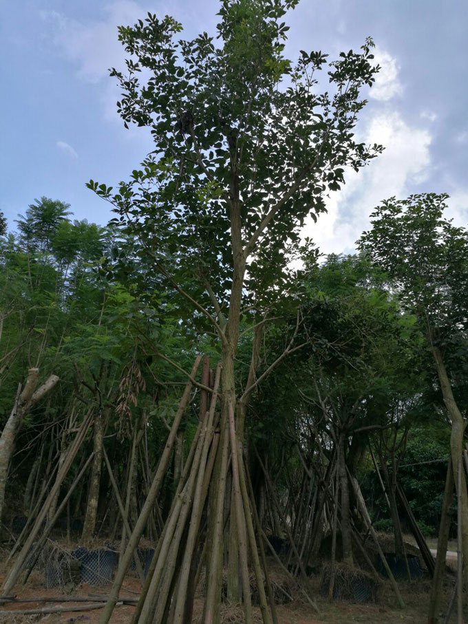 漳浦可购黄花风铃木基地5