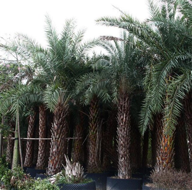 银海枣景观树种植基地1
