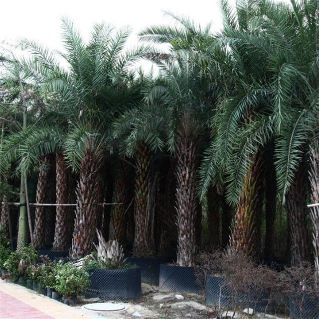银海枣景观树种植基地3