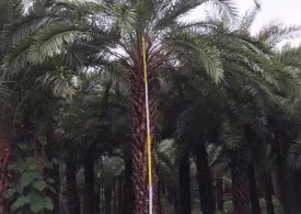 五米高银海枣树