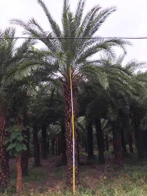 五米高银海枣树