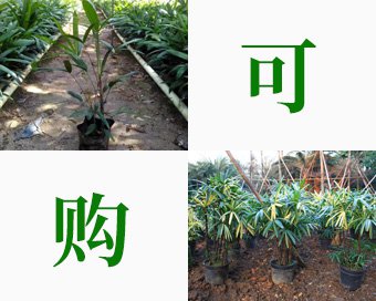 棕竹小苗基地