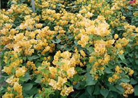 土黄色三角梅盆栽展示
