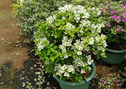 白色三角梅盆栽照片（三张图）