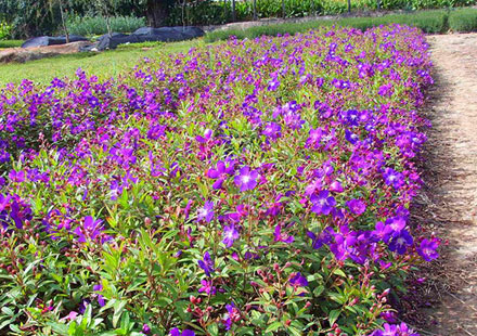 让人迷恋的紫色花朵：巴西野牡丹