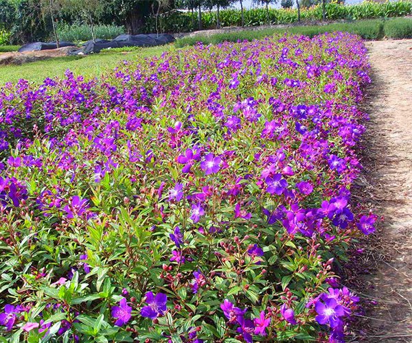 让人迷恋的紫色花朵：巴西野牡丹2