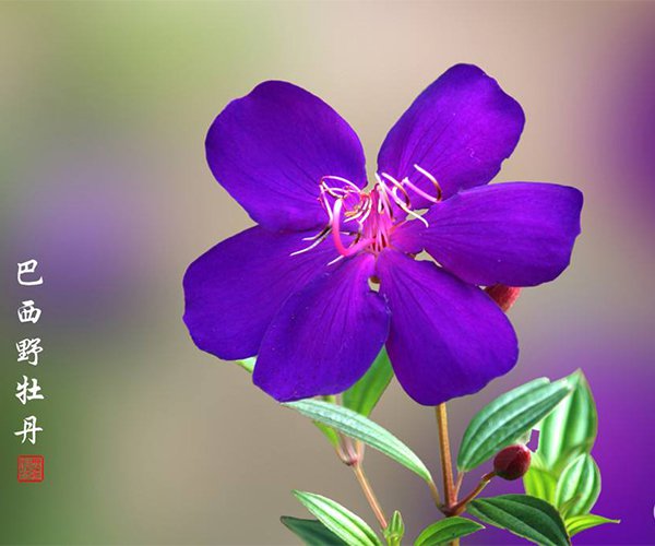 让人迷恋的紫色花朵：巴西野牡丹1