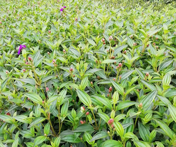 带花蕾的巴西野牡丹盆栽2