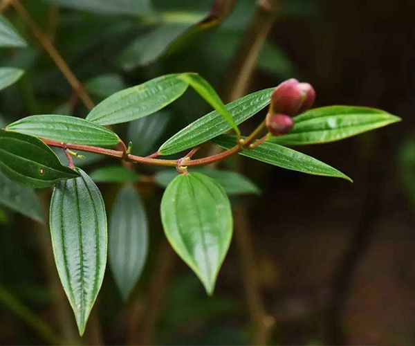 带花蕾的巴西野牡丹盆栽3