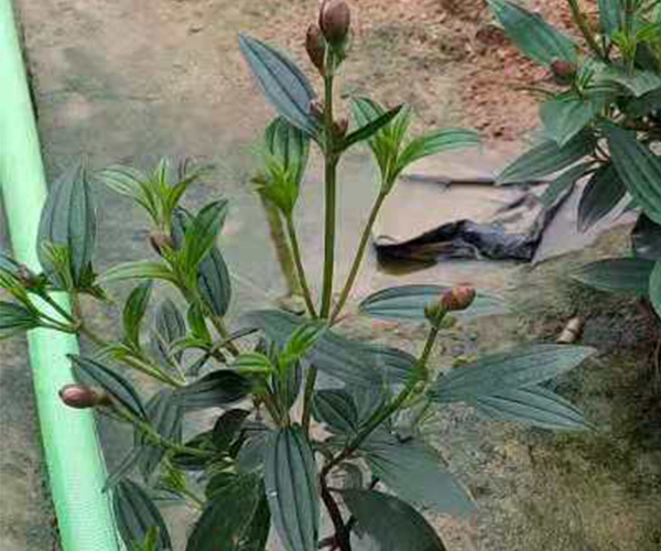 带花蕾的巴西野牡丹盆栽1